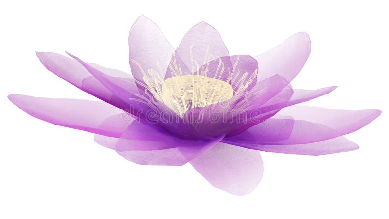 X-ray image of a flower isolated on white, the lotus 3d illustration.