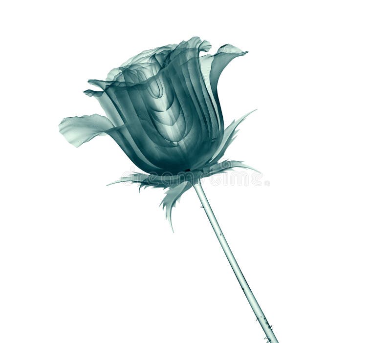 Xray Image of a Flower Isolated on White , the Rose Stock Illustration Illustration of rapara