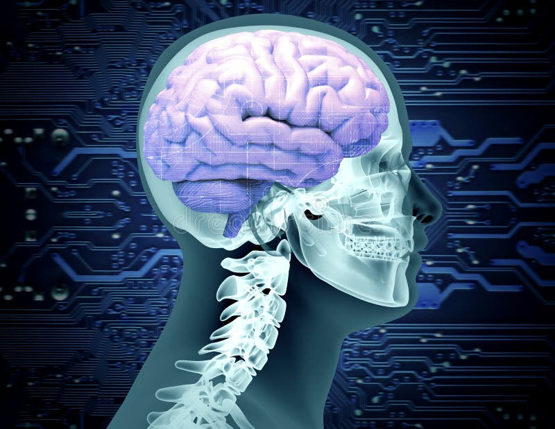 Human Skull Cross Section with Brain Stock Illustration - Illustration of isolat