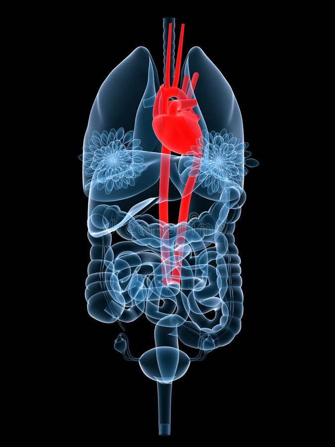 Trojrozmerný tavené ilustrácie z človek orgány zvýraznené srdce.