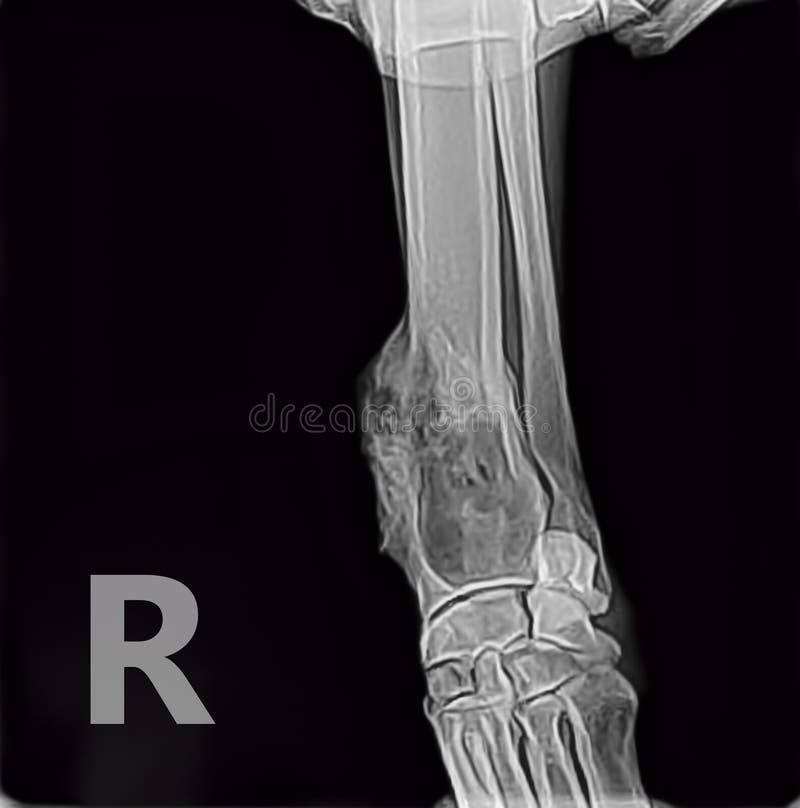 X-ray of osteosarcoma bone tumor foreleg a dog.