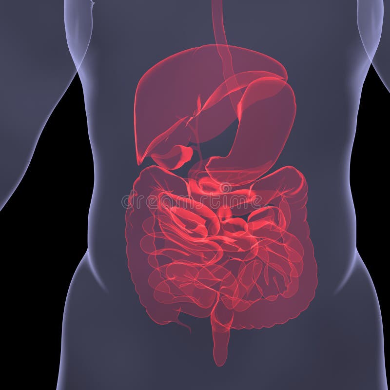 X-Ray picture of a person. Sore digestion stock illustration