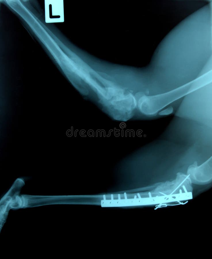 X Ray Picture of Wild Animal Stock Image - Image of bone, objects: 40775407