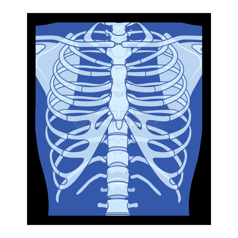 Female Chest and Abdominal Muscles Anatomy in Blue X-Ray outline