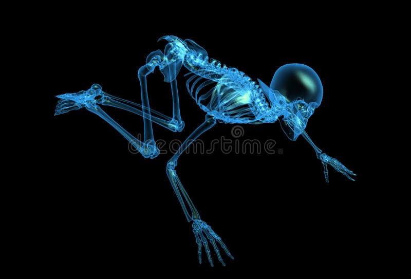 ray skeleton stock illustration. Illustration of crawl Biology Diagrams