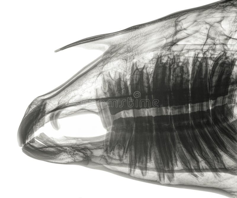 X-ray of the skull of a horse, side view