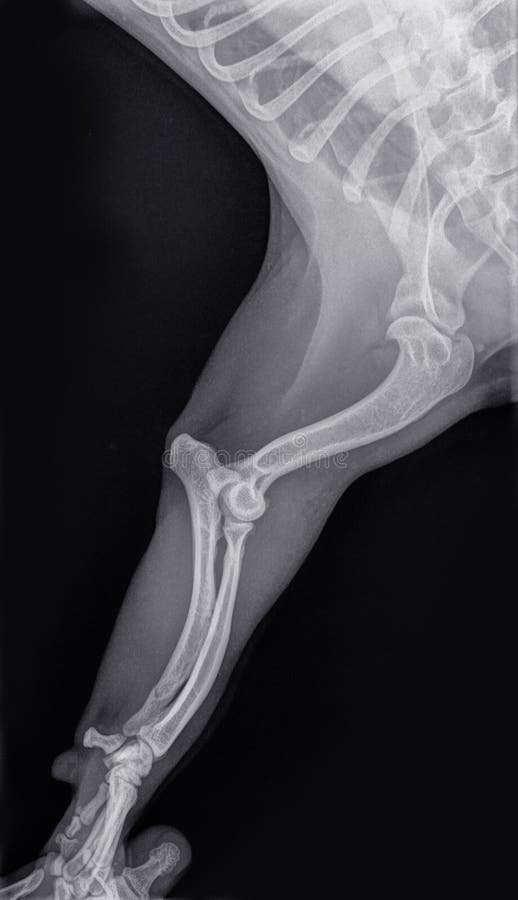 X-ray of the stretched foreleg of a dog