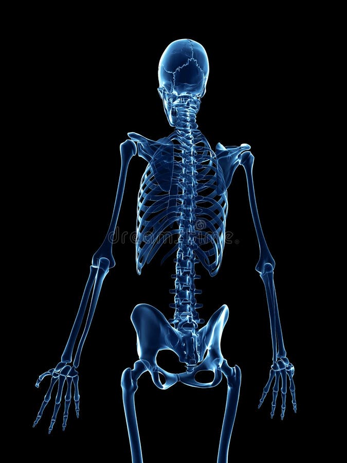 ray style skeleton stock illustration Illustration of skeleton Biology Diagrams