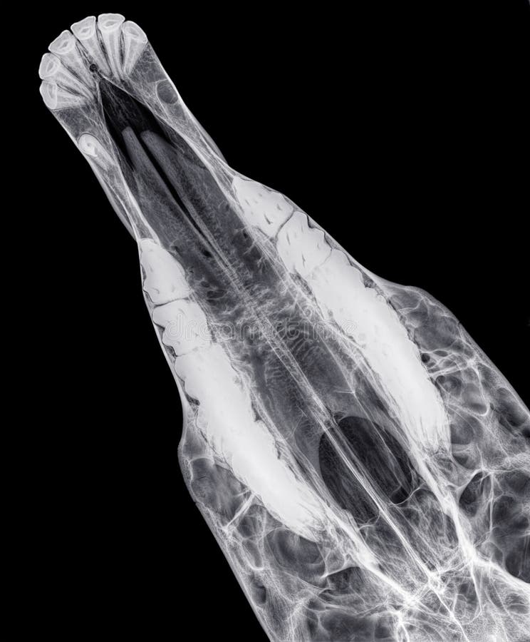 X-ray of the upper jaw of a horse, dorso-ventral view, seen from above