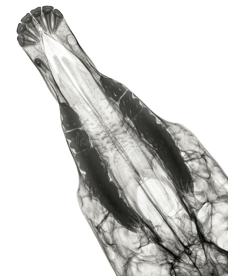 X-ray of the upper jaw of a horse, dorso-ventral view, seen from above