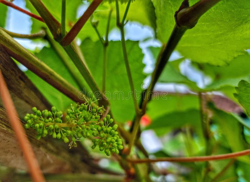 It& X27;s a Grapes Season, Fresh Fruit Cooming Soon Stock Photo Image