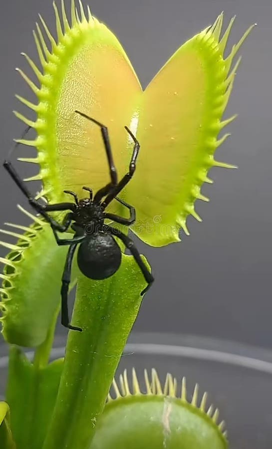 Venus Flytrap Eating A Spider