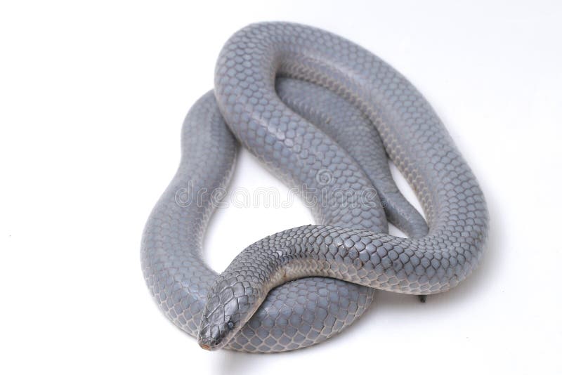Xenopeltis unicolor Shedding it`s Skin,Common names: sunbeam snake is a non-venomous sunbeam snake species found in Southeast Asia