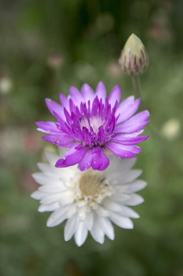 Xeranthemum Annuum, Immortelle éternel Annuel En Fleur Photo stock - Image  du floral, nature: 109955754