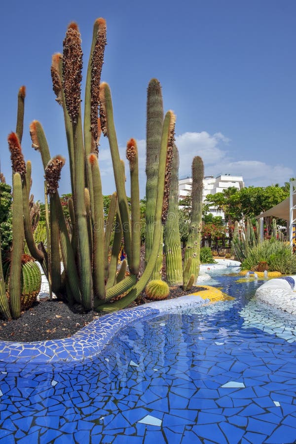 Xeriscape garden with the very unusual cacti such as Cephalocereus senilis or hairy old man cactus and the round and spiky Echinocactus grusonii or the golden barrel cactus in Tenerife, Canary Islands. Xeriscape garden with the very unusual cacti such as Cephalocereus senilis or hairy old man cactus and the round and spiky Echinocactus grusonii or the golden barrel cactus in Tenerife, Canary Islands