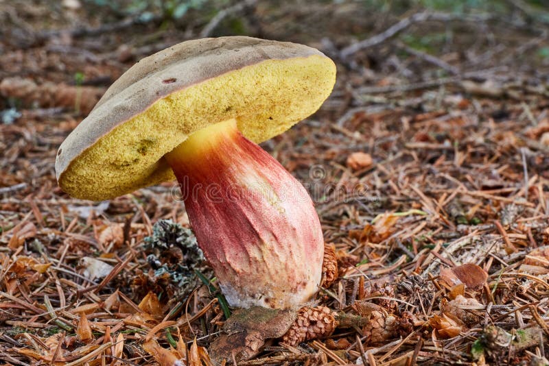 Xerocomellus Chrysenteron, Fungus Stock Image - Image of growing ...