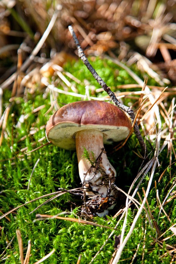 Xerocomus badius mushroom on green grass