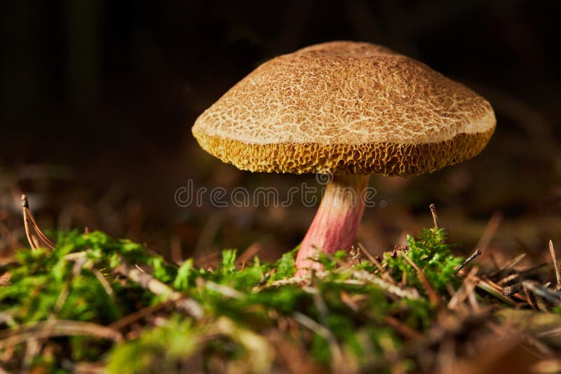 Xerocomus subtomentosus, commonly known as suede bolete