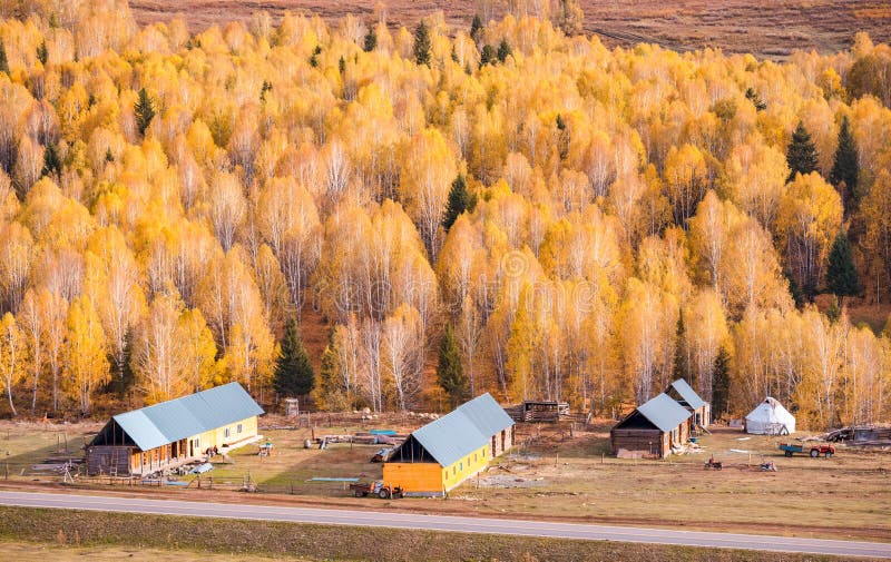 Xinjiang Hemu birch forest autumn