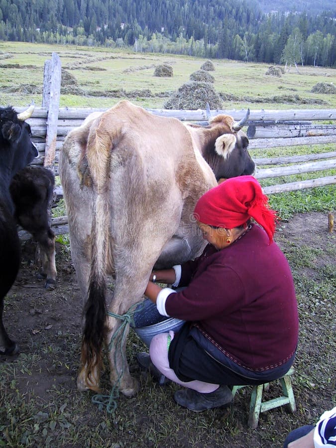 Xinjiang Kanas Lake Heavenly Mountain Tian Shan Grassland Autonomous Region China Nature Outdoor Farm Dairy Cattle Milking Cow Ox