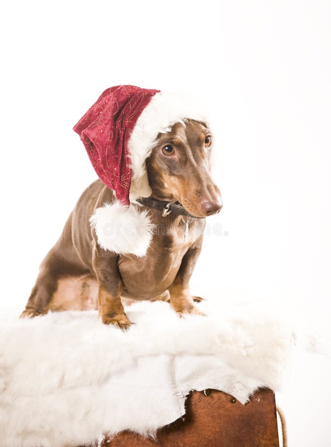 Xmas dog isolated stock photo. Image of isolated, mammal - 17161020