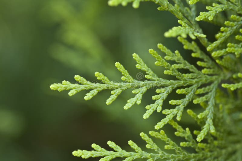 Xmas Tree Background royalty free stock images