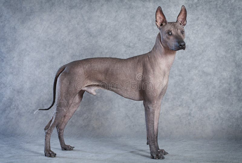 Xoloitzcuintle dog, eighteen months old