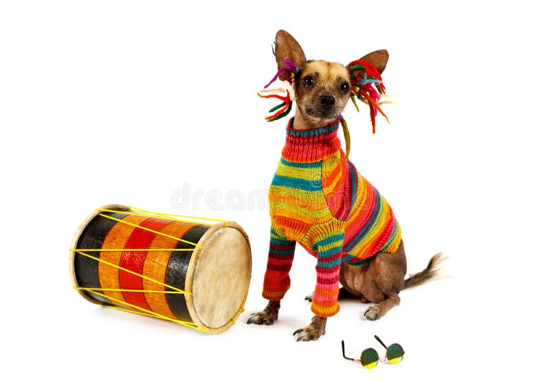 Xoloitzcuintli pies w ubraniu Rastafariana siedzącego obok bębna obraz royalty free Xoloitzcuintli pies w ubraniu Rastafariana siedzącego obok bębna obraz royalty free