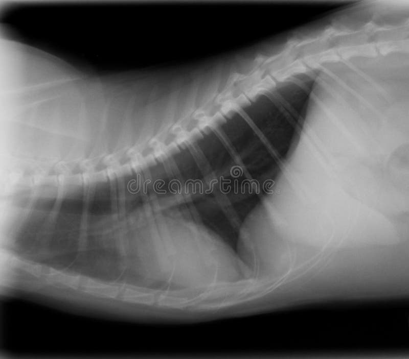 Xray Thorax cat stock photo. Image of photo, trachea 13437656