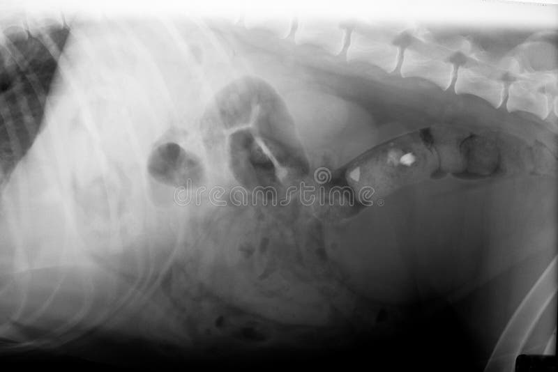 Xray of dog abdomen stock image. Image of animal, veterinary 30749477