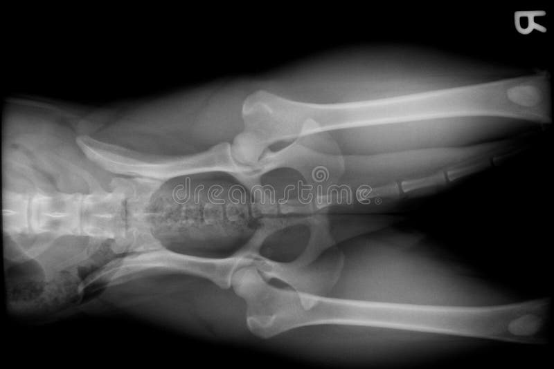 Xray of Dog Pelvis and Abdomen Stock Photo Image of radiograph