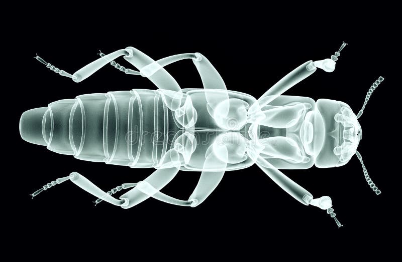 718 Xray Animal Stock Photos - Free & Royalty-Free Stock Photos from Dreamstime 718 Xray Animal Stock Photos - Free & Royalty-Free Stock Photos from Dreamstime