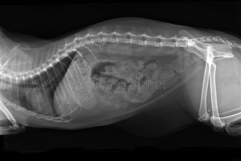 Xray Image Of Obese Cat With Complete Intestinal Blockage Stock Photo