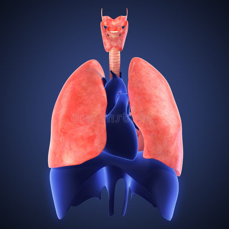 Chest Medical Xray Lungs Heart View Stock Illustrations 42 Chest