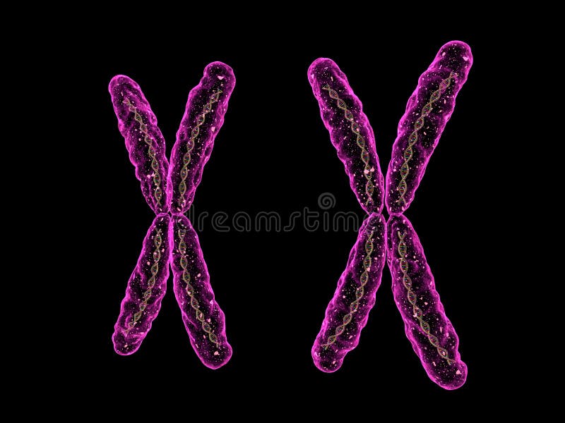Xx-chromosome