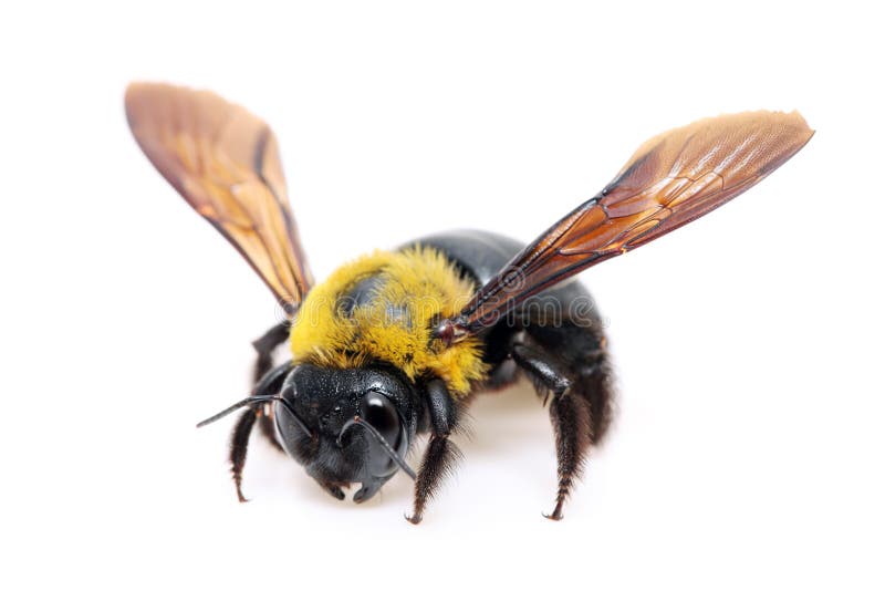 Xylocopa de la abeja de carpintero