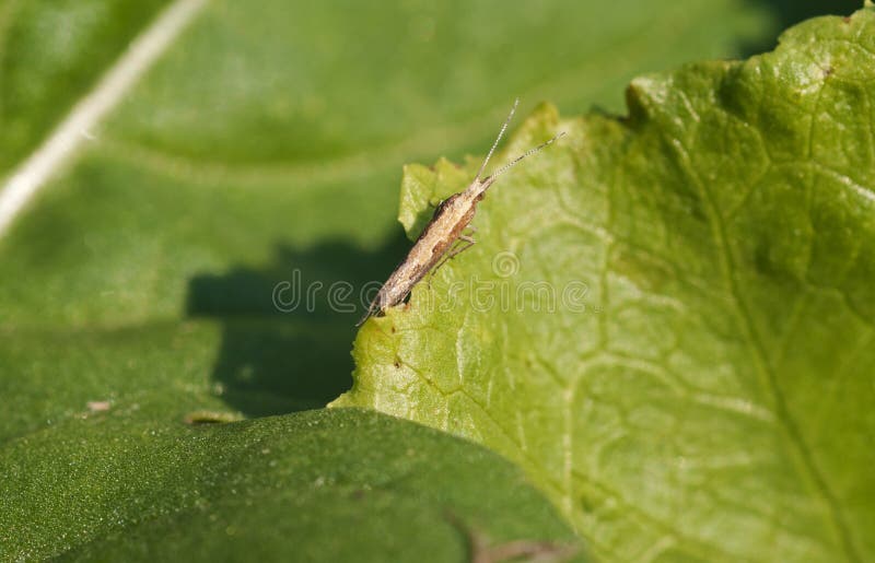 A diamond back moth Plutella xylostella sitting on a brassica leaf in natural light. A diamond back moth Plutella xylostella sitting on a brassica leaf in natural light