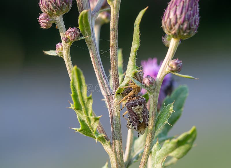 Xysticus audax has captured a Halyomorpha halys in a thistle. Hunting spider, brown marmorated stink bug. Life and death