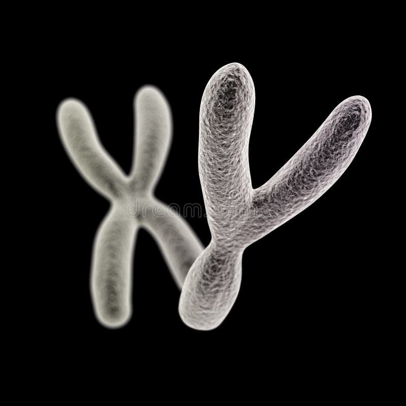 Как выглядит хромосома под микроскопом Y and X Chromosomes (Y Front) on Black Background Stock Illustration - Illustrat