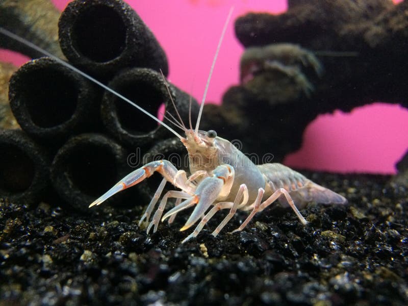 Yabby comum na posição agressiva fotos de stock Yabby comum na posição agressiva fotos de stock