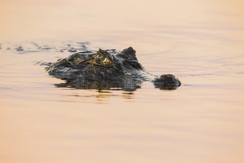 Yacare Caiman στο Pantanal στοκ εικόνα Yacare Caiman στο Pantanal στοκ εικόνα