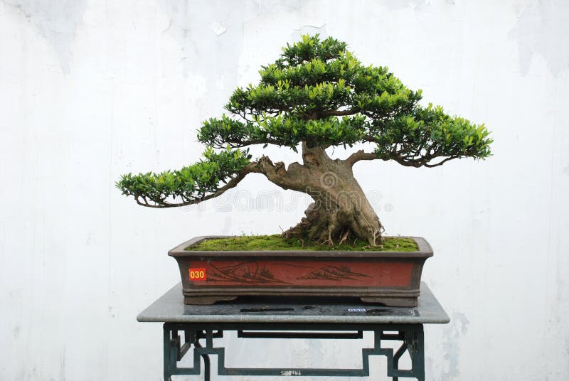 Yaccatree bonsai stock images