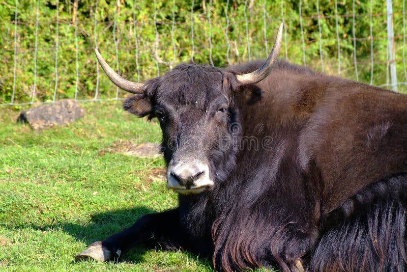 Yak stock photo. Image of animals, mammals, wildlife, mammal - 267838