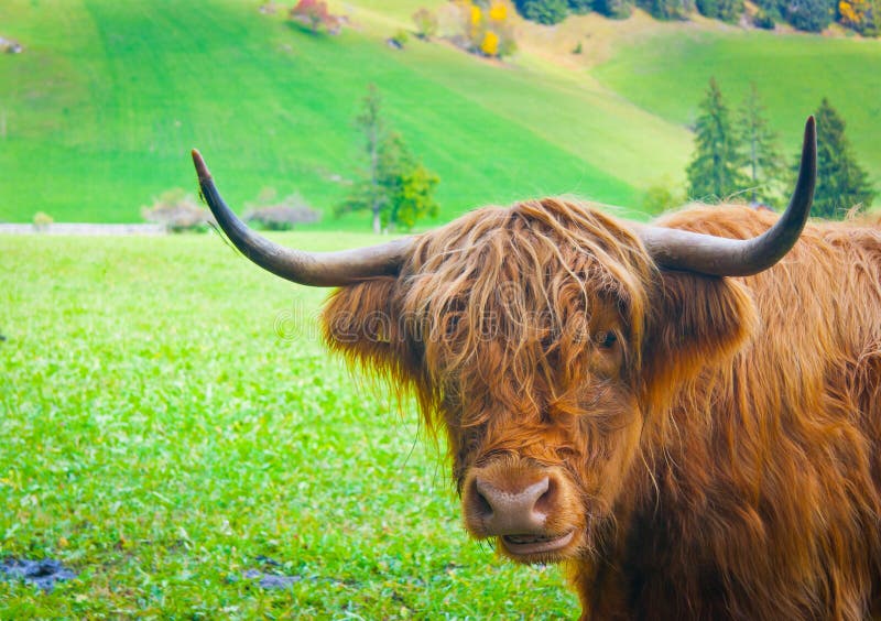 Grazing yak near Brunico, Trentino Alto Adige, Italy