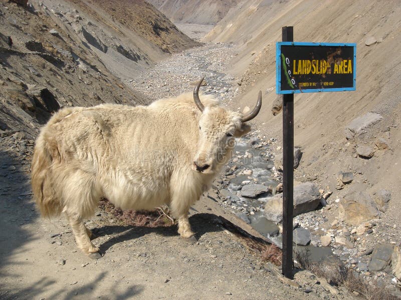 Yak