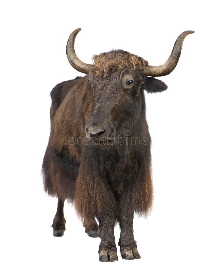 Yak Stuffed Animal stock photo. Image of furry, animal - 13704748 Yak Stuffed Animal stock photo. Image of furry, animal - 13704748