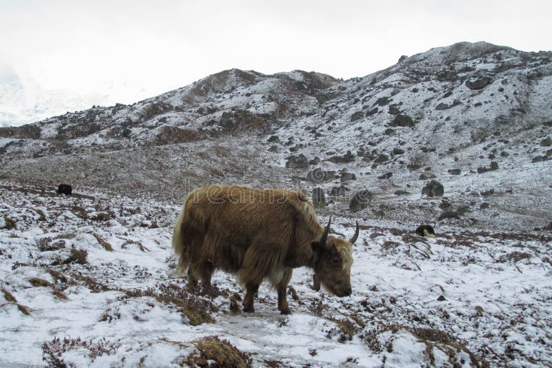 Yak in Himalaya mountains stock photo Yak in Himalaya mountains stock photo