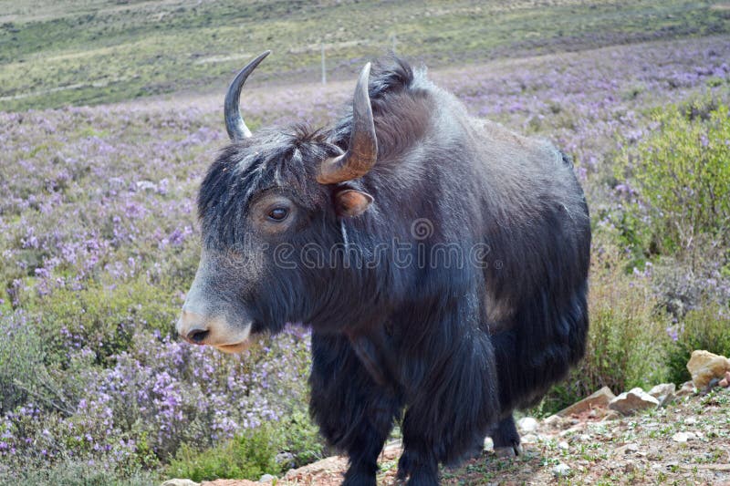 Yak cattle stock image. Image of horn, domestic, haired - 65126473
