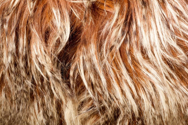 Yak fur. texture stock image. Image of high, outdoors - 122674085 Yak fur. texture stock image. Image of high, outdoors - 122674085
