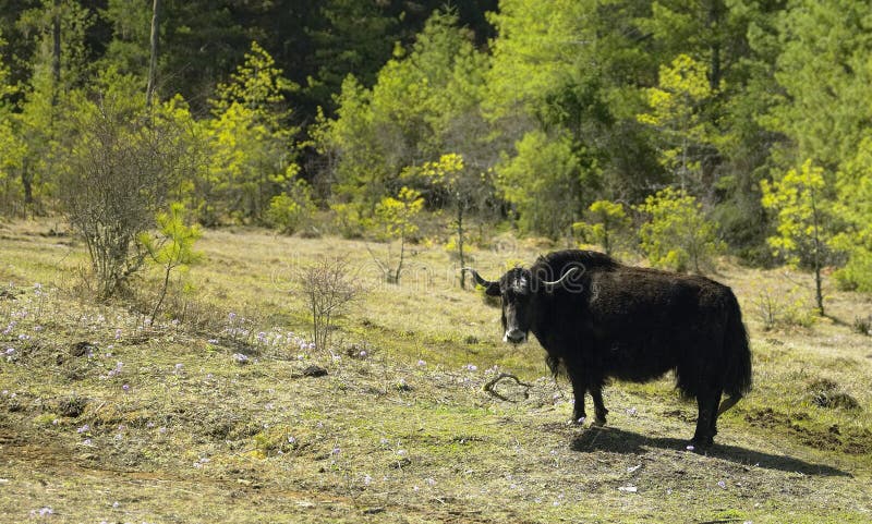 A Yak in the Himalayas - Bhutan